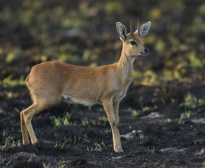 Steenbok (Raphicerus campestris)