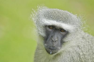 Male vervet monkey (Cercopithecus aethiops)