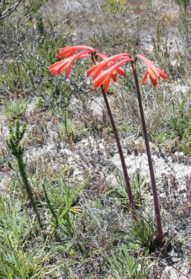 Cyrtanthus fergusoniae, Amaryllidaceae