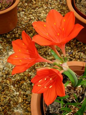 Cyrtanthus elatus, Amaryllidaceae