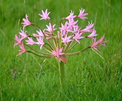 Brunsvigia radulosa, Amaryllidaceae