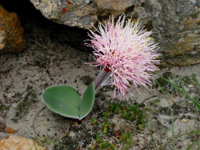 Haemanthus humilis subsp hirsutus, Amaryllidaceae