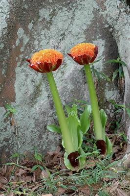 Scadoxus puniceus, Amaryllidaceae