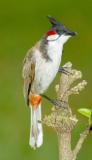 Red-whiskered bulbul (Pycnonotus jocosus), introduced