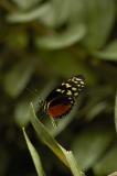Butterfly aviary, Isle of Mainau, Bodensee