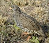 Natal Francolin (Francolinus natalensis)