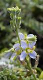 Heliophila linearis var reticulata, Brassicaceae, Cape Peninsula