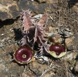 Huernia transvaalensis (Carrion flower), Apocynaceae, Broederstroom, North West