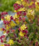 Tetragonia fruticosa, Aizoaceae, Cape Peninsula