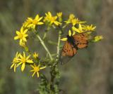 Acraea horta on a Senecio, Woodbush