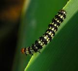 Brithys crini pancratii (The dreaded lily borer)