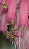 African Honeybee (Apis mellifera) on Veltheimia bracteata