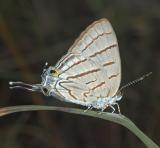 Hypolycaena caeculus, Blydepoort