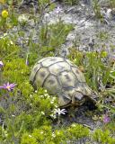 Geometric tortoise, Cape Peninsula