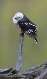 Wet white helmetshrike (Prionops plumatus)