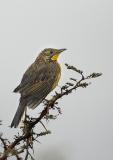 Yellow-throated longclaw (Macronyx croceus)