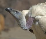 Cape vulture (Gyps coprotheres)