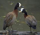 Whitefaced whistling ducks (Dendrocygna viduata)