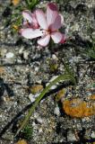 Geisorrhiza schinzii, Iridaceae, Houwhoek Pass