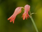 Cyrtanthus staadensis, Amaryllidaceae, Eastern Cape. Very rare.