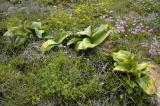 Brunsvigia orientalis foliage, Amaryllidaceae