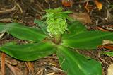 Eucomis regia, Hyacinthaceae