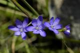Geissorhiza aspera, Iridaceae