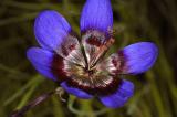 Geissorhiza monanthos, Iridaceae
