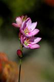 Ixia orientalis, Iridaceae