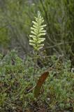 Lachenalia capensis, Hyacinthaceae