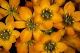 Ornithogalum dubium, Hyacinthaceae