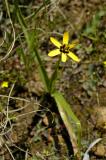Spiloxene capensis (yellow with beetle marks, Table Mountain), Hypoxidaceae
