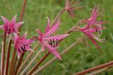 Brunsvigia radulosa, Amaryllidaceae