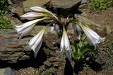 Crinum macowani, Amaryllidaceae