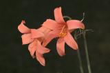 Cyrtanthus galpinii, Amaryllidaceae
