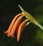 Cyrtanthus macowani, Amaryllidaceae