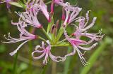 Nerine angustifolia, Amaryllidaceae