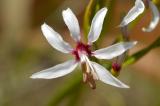 Nerine frithi, Amaryllidaceae