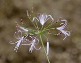 Nerine gaberonensis, Amaryllidaceae