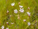 Nerine gracilis, Amaryllidaceae
