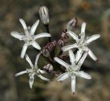Nerine rehmanni, Amaryllidaceae