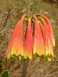 Cyrtanthus obliquus, Amaryllidaceae