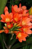Clivia miniata, Amaryllidaceae
