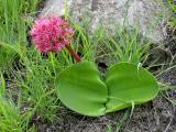 Haemanthus humilis var humilis, Amaryllidaceae