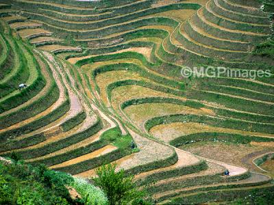 Dragon Backbone rice paddies, Guangxi, China