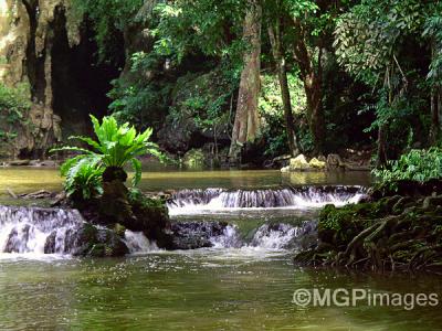 Rainforest, Krabi, Southern Thailand