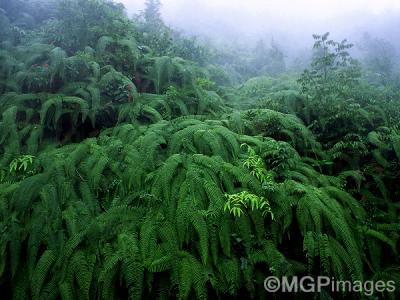 Ferns, Darjeeling, India