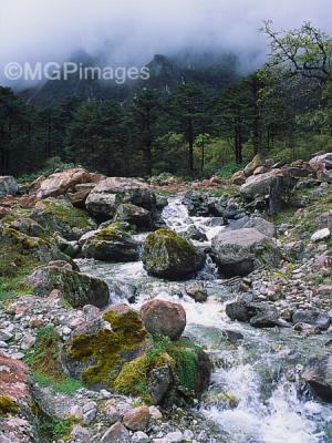 Yumthang Valley, Sikkim, India