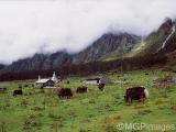 Yumthang Valley, Sikkim, India