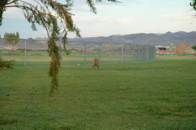Hash hound helping to fertilize the field